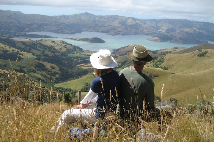 Akaroa and Banks Peninsula Small Group Tour (Nature Cruise or Dolphin Swim) - Photo 1 of 6